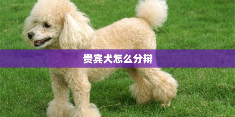 贵宾犬怎么分辩