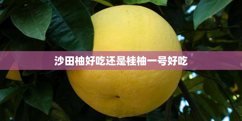 沙田柚好吃还是桂柚一号好吃