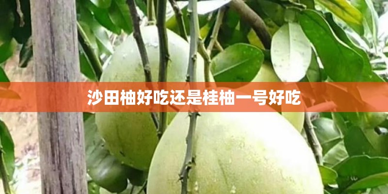 沙田柚好吃还是桂柚一号好吃