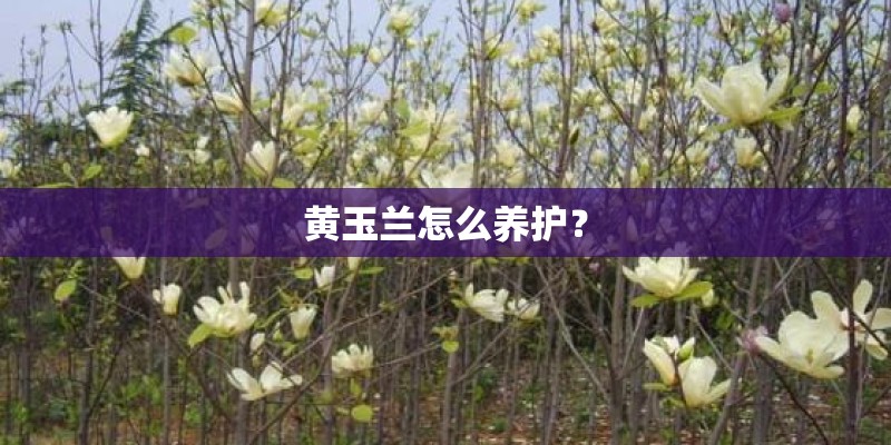 黄玉兰怎么养护？