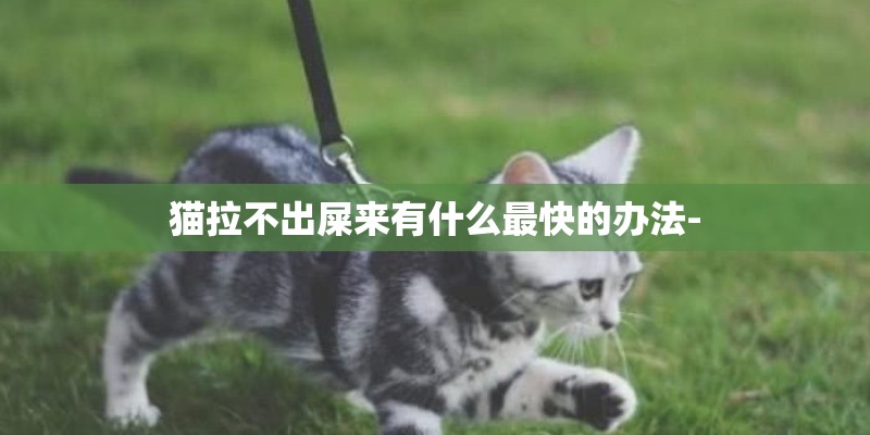 猫拉不出屎来有什么最快的办法- 猫拉不出屎来有什么最快的办法-