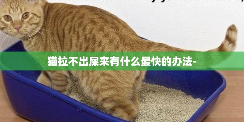 猫拉不出屎来有什么最快的办法- 猫拉不出屎来有什么最快的办法-