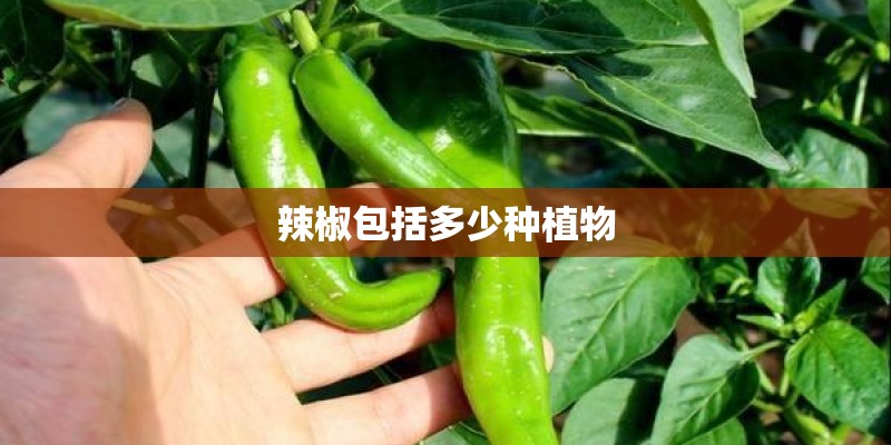 辣椒包括多少种植物