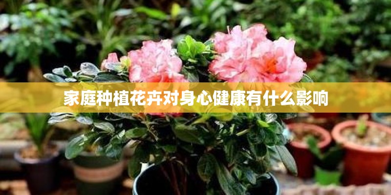 家庭种植花卉对身心健康有什么影响