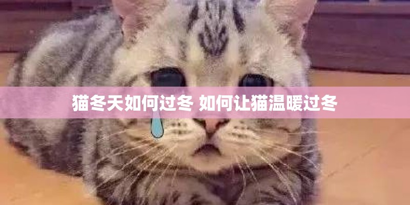 猫冬天如何过冬 如何让猫温暖过冬