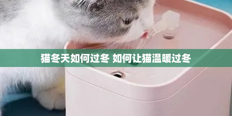 猫冬天如何过冬 如何让猫温暖过冬