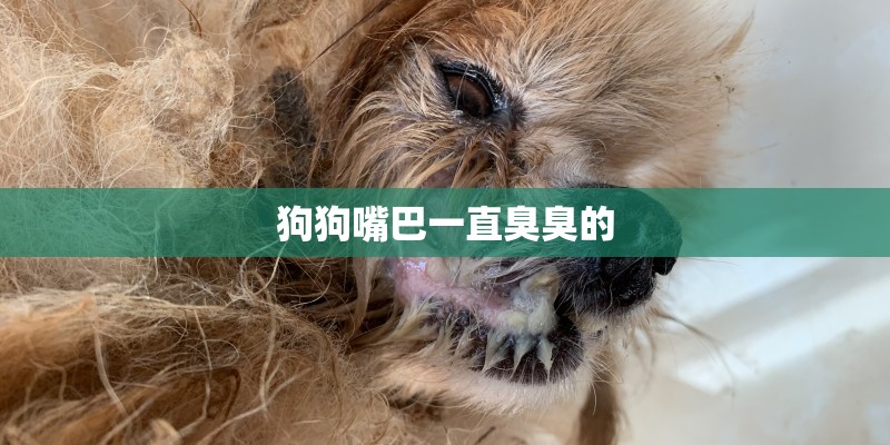 狗狗嘴巴一直臭臭的