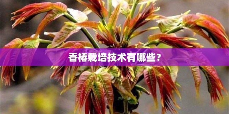 香椿栽培技术有哪些？