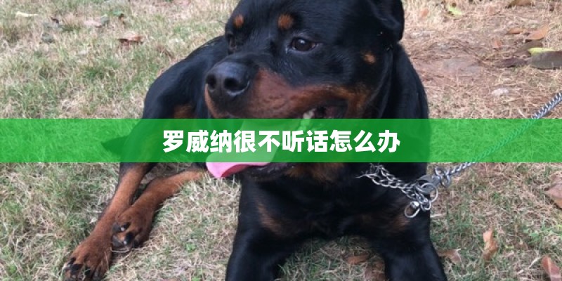 罗威纳很不听话怎么办 罗威纳很不听话怎么办