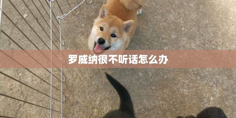 罗威纳很不听话怎么办 罗威纳很不听话怎么办