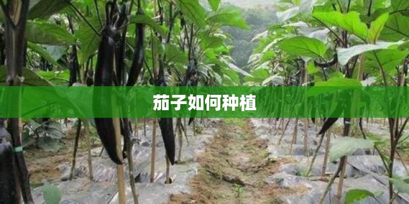 什么是魔王松鼠