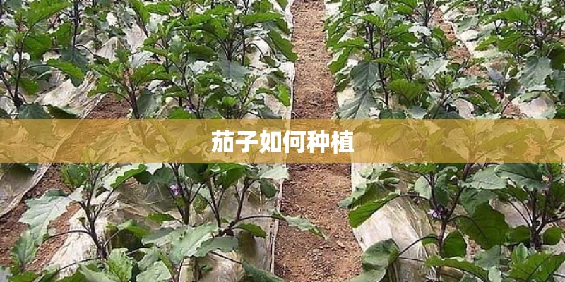 茄子如何种植 茄子如何种植