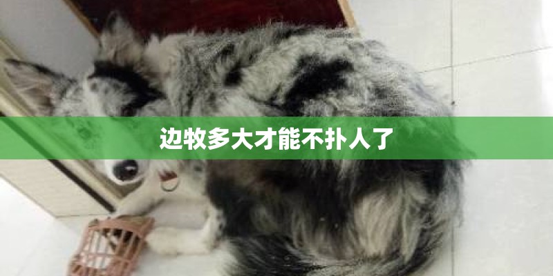 边牧多大才能不扑人了