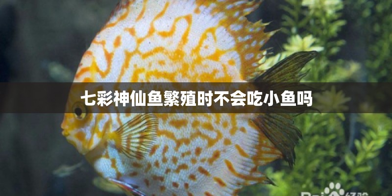 七彩神仙鱼繁殖时不会吃小鱼吗 七彩神仙鱼繁殖时不会吃小鱼吗
