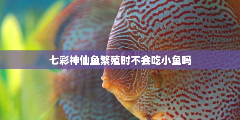 七彩神仙鱼繁殖时不会吃小鱼吗 七彩神仙鱼繁殖时不会吃小鱼吗