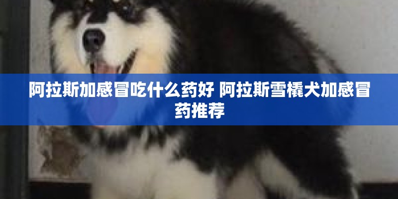 阿拉斯加感冒吃什么药好 阿拉斯雪橇犬加感冒药推荐
