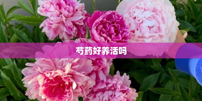 芍药好养活吗