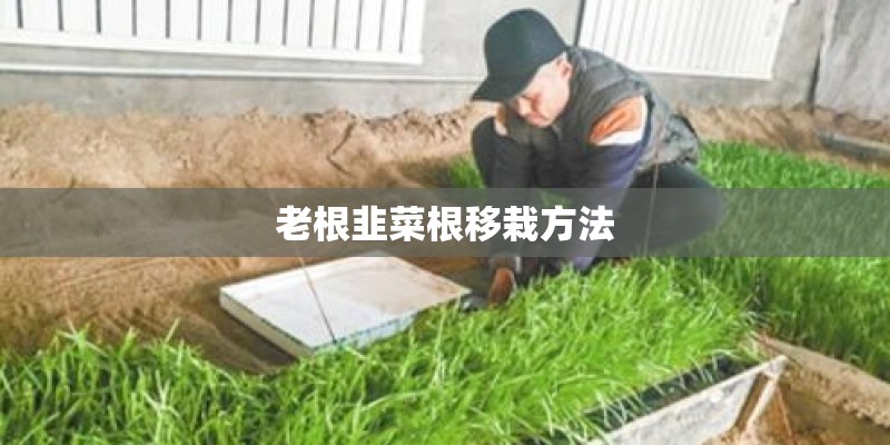 老根韭菜根移栽方法 老根韭菜根移栽方法