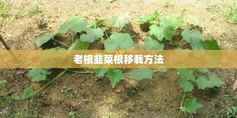 老根韭菜根移栽方法 老根韭菜根移栽方法