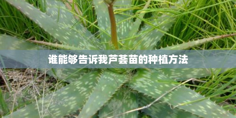 谁能够告诉我芦荟苗的种植方法