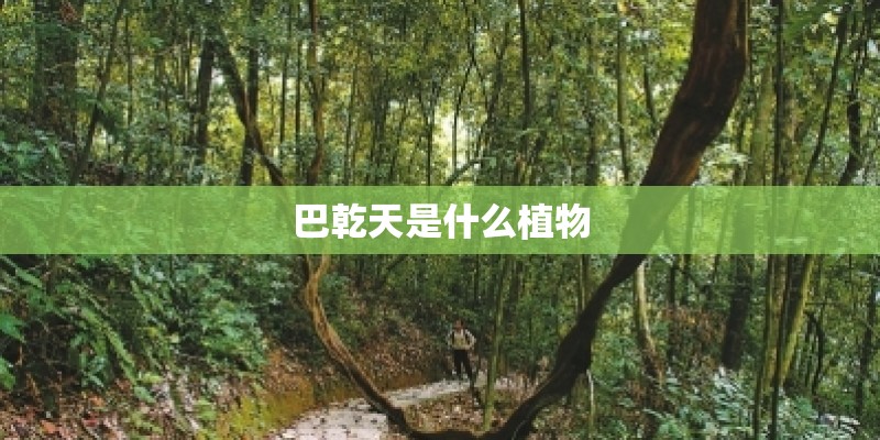 巴乾天是什么植物