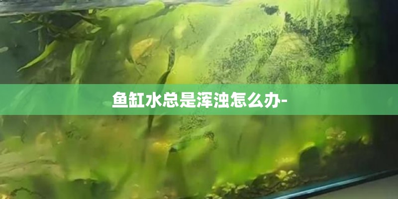 鱼缸水总是浑浊怎么办-
