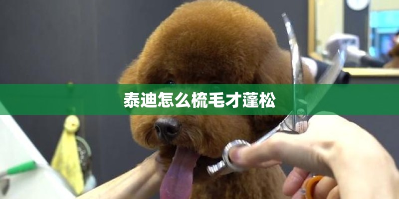 泰迪怎么梳毛才蓬松