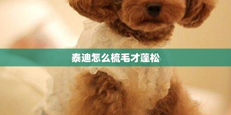 泰迪怎么梳毛才蓬松
