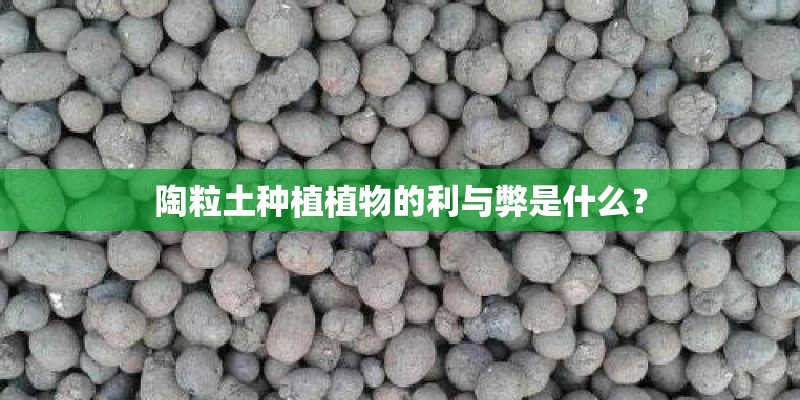 陶粒土种植植物的利与弊是什么？