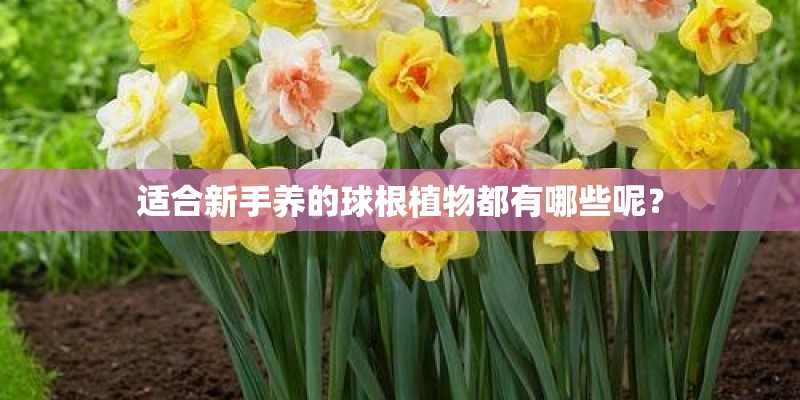 适合新手养的球根植物都有哪些呢？