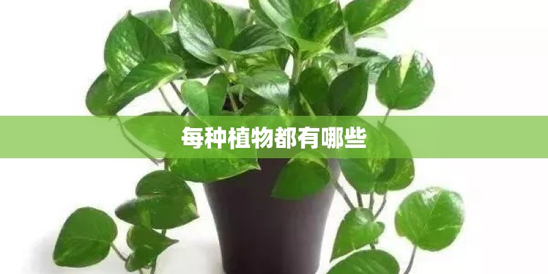 油茶苗种植多少米一株合适- 油茶苗种植多少米一株合适-