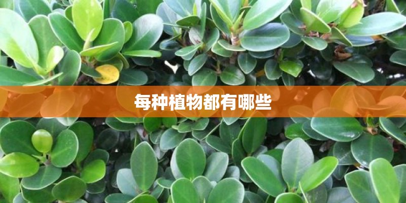 每种植物都有哪些