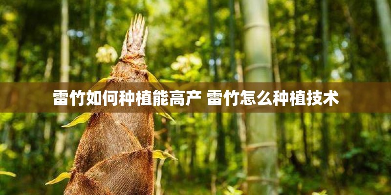 雷竹如何种植能高产 雷竹怎么种植技术 雷竹如何种植能高产 雷竹怎么种植技术