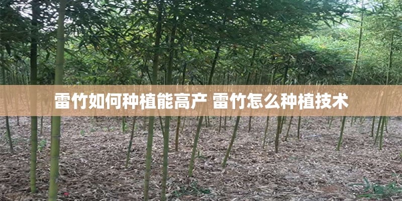 雷竹如何种植能高产 雷竹怎么种植技术 雷竹如何种植能高产 雷竹怎么种植技术