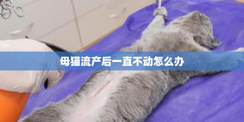 母猫流产后一直不动怎么办