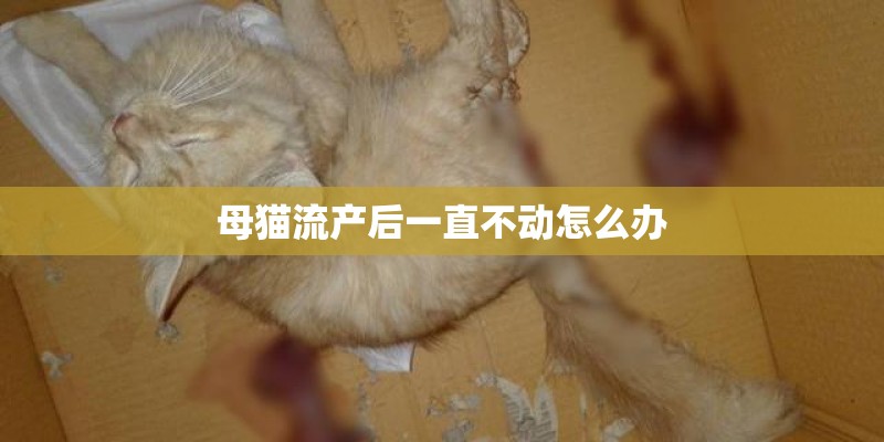 母猫流产后一直不动怎么办
