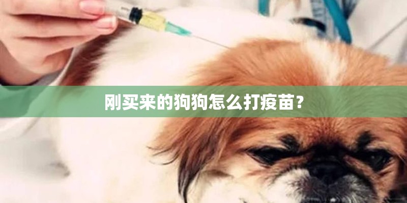 刚买来的狗狗怎么打疫苗？