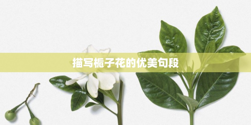 描写栀子花的优美句段