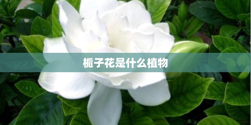 栀子花是什么植物
