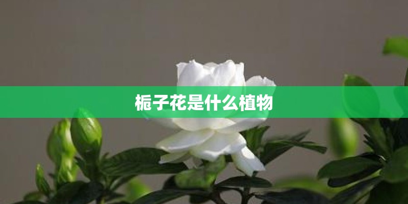 栀子花是什么植物