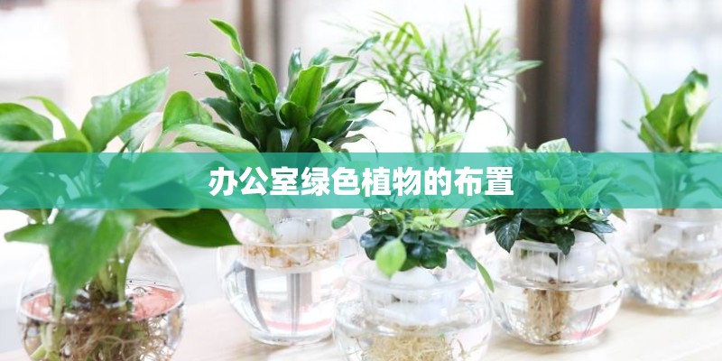 办公室绿色植物的布置