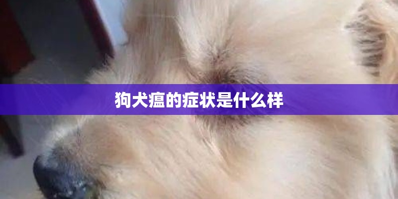 狗犬瘟的症状是什么样