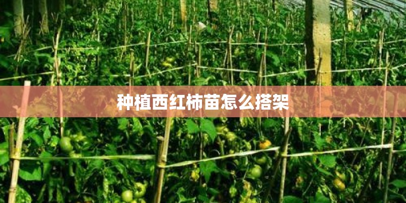 种植西红柿苗怎么搭架