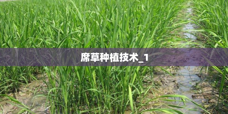 席草种植技术_1