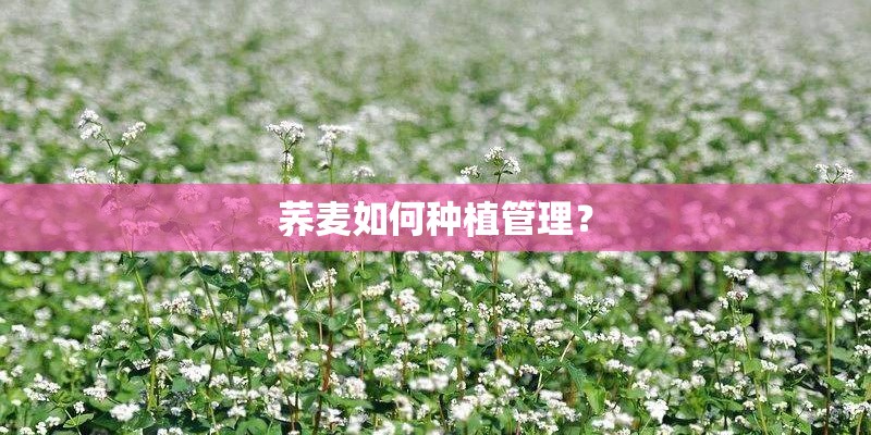 荞麦如何种植管理？