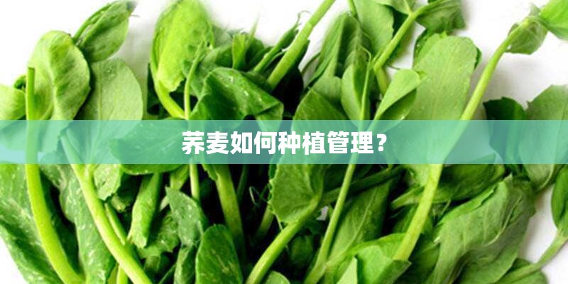 荞麦如何种植管理？