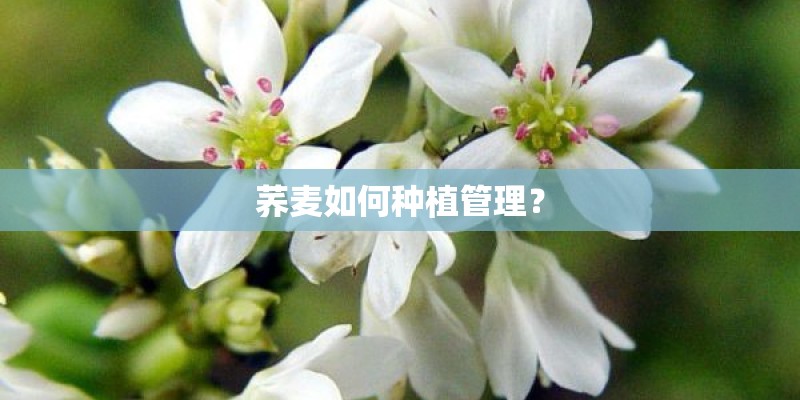 荞麦如何种植管理？