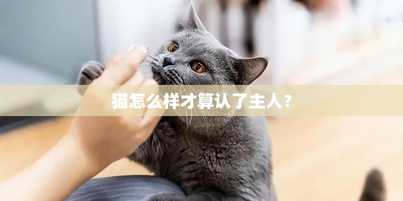 猫怎么样才算认了主人? 猫怎么样才算认了主人?