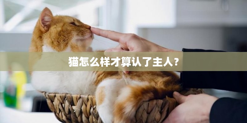 猫怎么样才算认了主人? 猫怎么样才算认了主人?