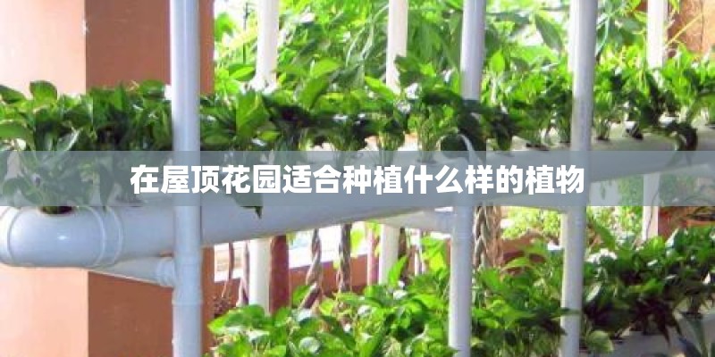 在屋顶花园适合种植什么样的植物